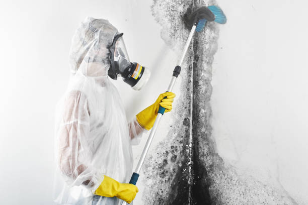 Best Attic Mold Removal  in Bonneau Beach, SC