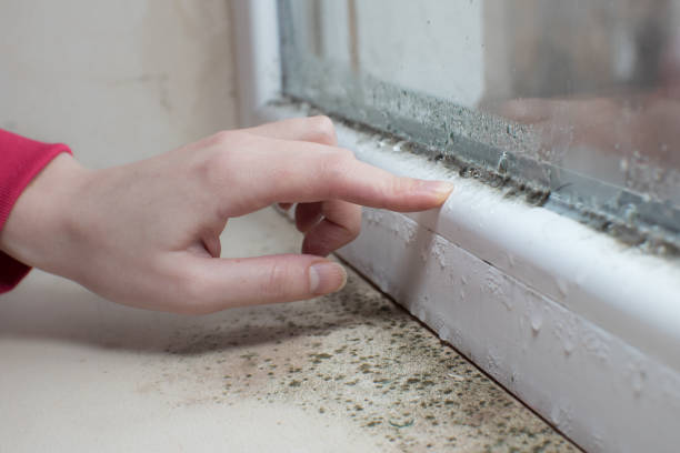Best Mold Remediation for Healthcare Facilities  in Bonneau Beach, SC